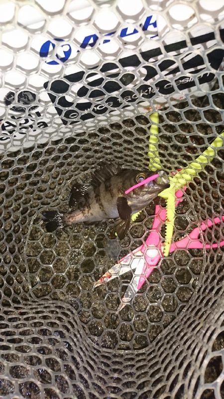 ライトゲーム！