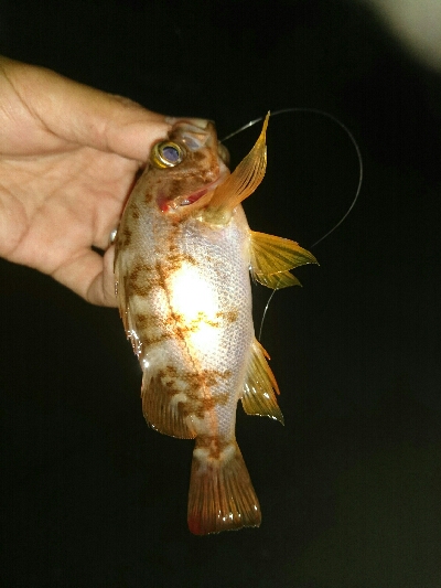 ひさびさの釣果