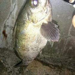 デカメバル、プラッキング