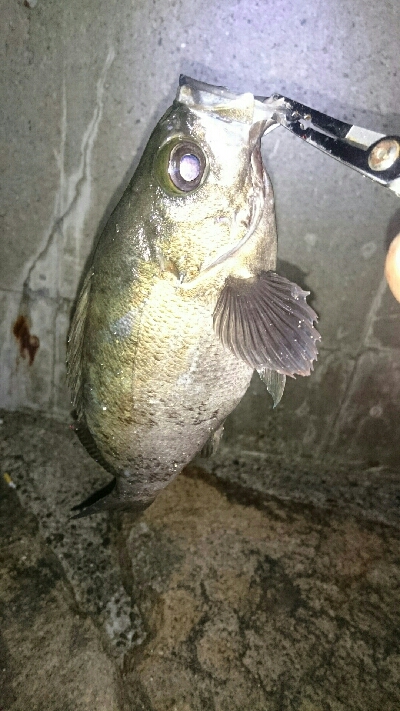 デカメバル、プラッキング