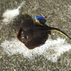 ジグでアカエイ3,4,5,6