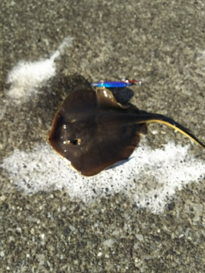 ジグでアカエイ3,4,5,6