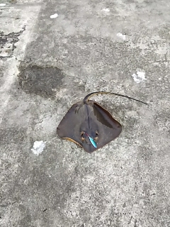 ジグでアカエイ14,15