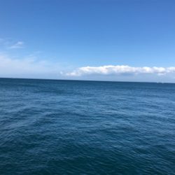 青物渋い、根魚も渋かった（ ;  ; ）