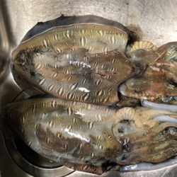 アオリイカを求めて(^。^)