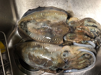 アオリイカを求めて(^。^)