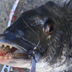 スケスケな状態かなり渋い！