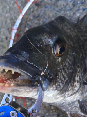 スケスケな状態かなり渋い！