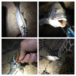 淀川ブリームゲーム バチ抜け つ抜け達成