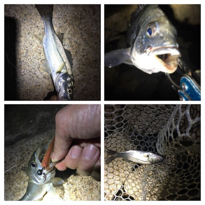 淀川ブリームゲーム バチ抜け つ抜け達成