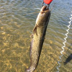 デイナマズフィッシング