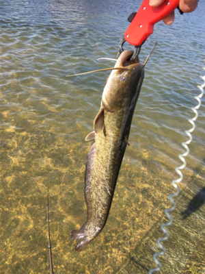 デイナマズフィッシング