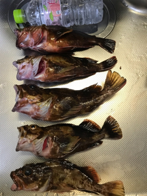 夜釣りでストレス発散