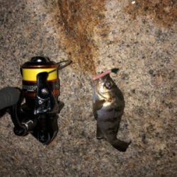 春イカ調査をかねて