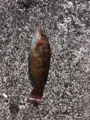 アーミーベイト。