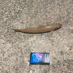 親父たちの釣行 舞鶴代2弾