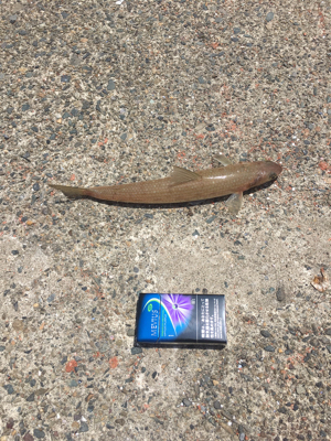 親父たちの釣行 舞鶴代2弾