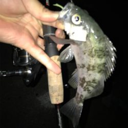 キビアジメバ(釣行 其の弐拾六)