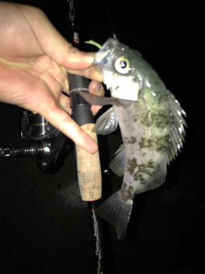 キビアジメバ(釣行 其の弐拾六)