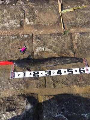 デイナマズゲーム2