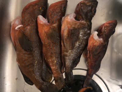 日に日に大きく