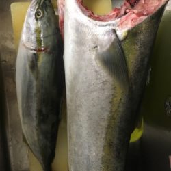 ブリ釣りたかった