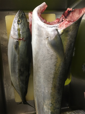 ブリ釣りたかった