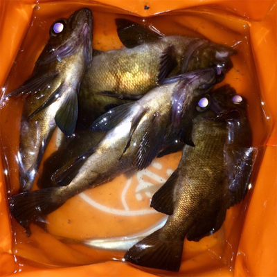 久々にアジング成立も