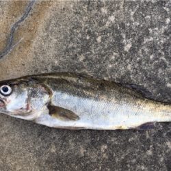 テトラでスケスケワカメ！