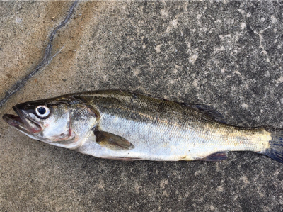 テトラでスケスケワカメ！