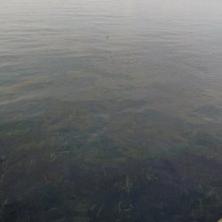 初ライトワインドでガシラ爆釣