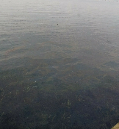 初ライトワインドでガシラ爆釣