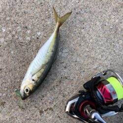 男鹿半島ライトゲーム