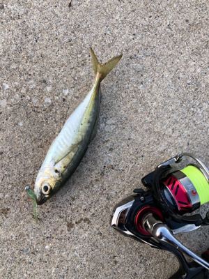 男鹿半島ライトゲーム