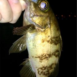 シーバスとメバルの乱舞ブー