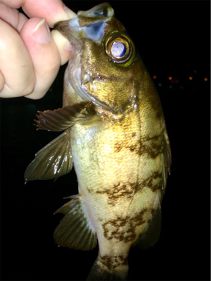 シーバスとメバルの乱舞ブー