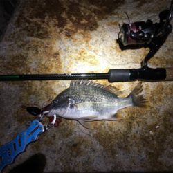 淀川ブリームゲーム ナダモニター釣行その1