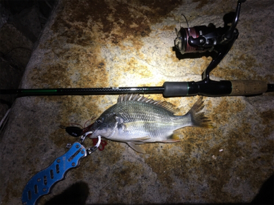 淀川ブリームゲーム ナダモニター釣行その1