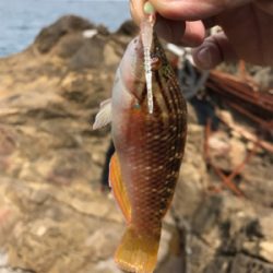 またまたイカを求めて