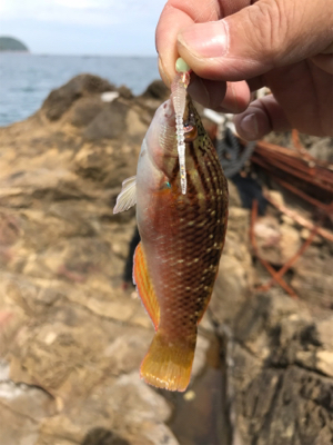 またまたイカを求めて