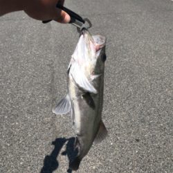 青物釣れないのでシーバス