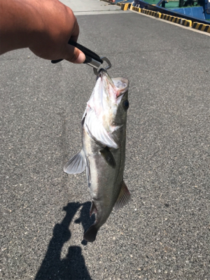 青物釣れないのでシーバス