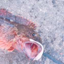 船仕掛けアレンジ