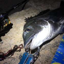 淀川ブリームゲーム チヌジグでマチヌ