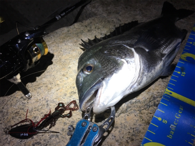 淀川ブリームゲーム チヌジグでマチヌ