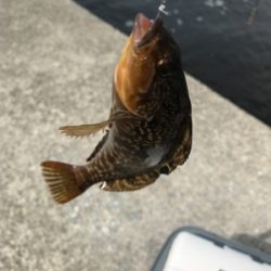 南港 エビ撒き釣行！