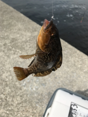 南港 エビ撒き釣行！