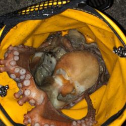 オクトパッシング