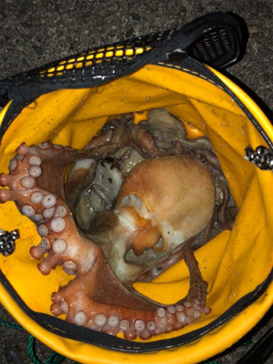 オクトパッシング