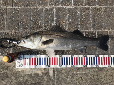 徹夜回避の朝から3本